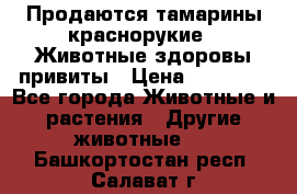 Продаются тамарины краснорукие . Животные здоровы привиты › Цена ­ 85 000 - Все города Животные и растения » Другие животные   . Башкортостан респ.,Салават г.